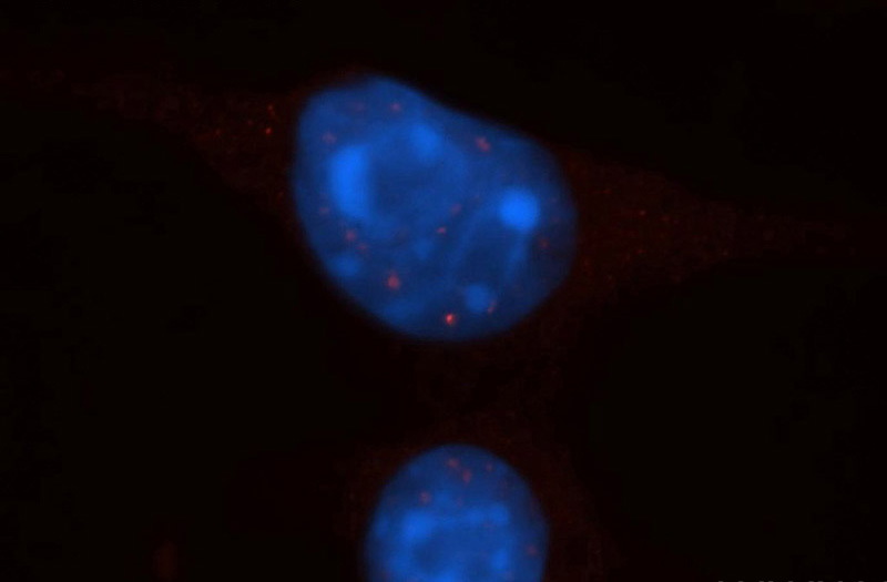 Immunofluorescent analysis of 4T1 cells, using EXOSC8 antibody Catalog No:110414 at 1:50 dilution and Rhodamine-labeled goat anti-rabbit IgG (red). Blue pseudocolor = DAPI (fluorescent DNA dye).