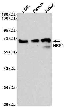 Western blot analysis of extracts from K562, Ramos and Jurkat cells using NRF1 Rabbit pAb at 1:1000 dilution Predicted band size: 68kDa. Observed band size: 68kDa.