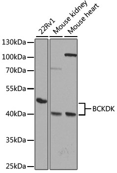 Western blot - BCKDK Polyclonal Antibody 