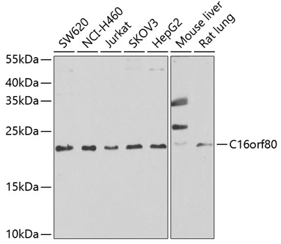 Western blot - C16orf80 Polyclonal Antibody 