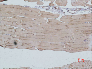 Fig2:; Immunohistochemical analysis of paraffin-embedded Mouse Skeletal MuscleTissue using IGFN1 Polyclonal Antibody.