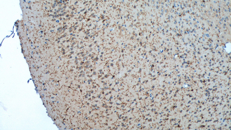 Immunohistochemistry of paraffin-embedded mouse brain tissue slide using Catalog No:107798(ADORA2A Antibody) at dilution of 1:100 (under 10x lens). heat mediated antigen retrieved with Tris-EDTA buffer(pH9).