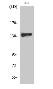Fig1:; Western Blot analysis of various cells using ZBTB40 Polyclonal Antibody. Secondary antibody（catalog#: HA1001) was diluted at 1:20000 cells nucleus extracted by Minute TM Cytoplasmic and Nuclear Fractionation kit (SC-003,Inventbiotech,MN,USA).