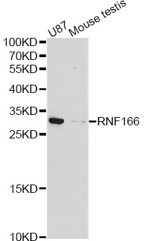 Western blot - RNF166 Polyclonal Antibody 