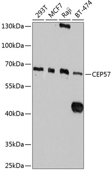 Western blot - CEP57 Polyclonal Antibody 