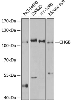 Western blot - CHGB Polyclonal Antibody 