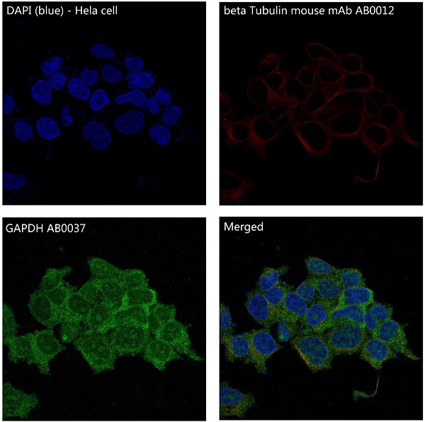 Immunofluorescent analysis of Hela cells, using GAPDH Antibody .