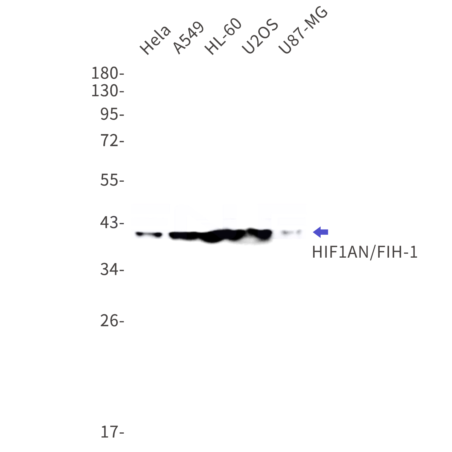 Western blot detection of HIF1AN/FIH-1 in Hela,A549,HL-60,U2OS,U87-MG cell lysates using HIF1AN/FIH-1 Rabbit mAb(1:1000 diluted).Predicted band size:40kDa.Observed band size:40kDa.