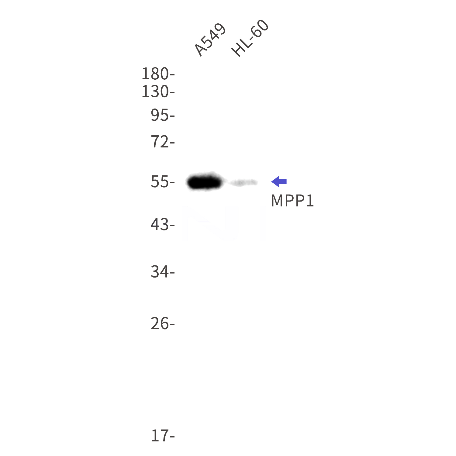 Western blot detection of MPP1 in A549,HL-60 cell lysates using MPP1 Rabbit mAb(1:1000 diluted).Predicted band size:52kDa.Observed band size:55kDa.