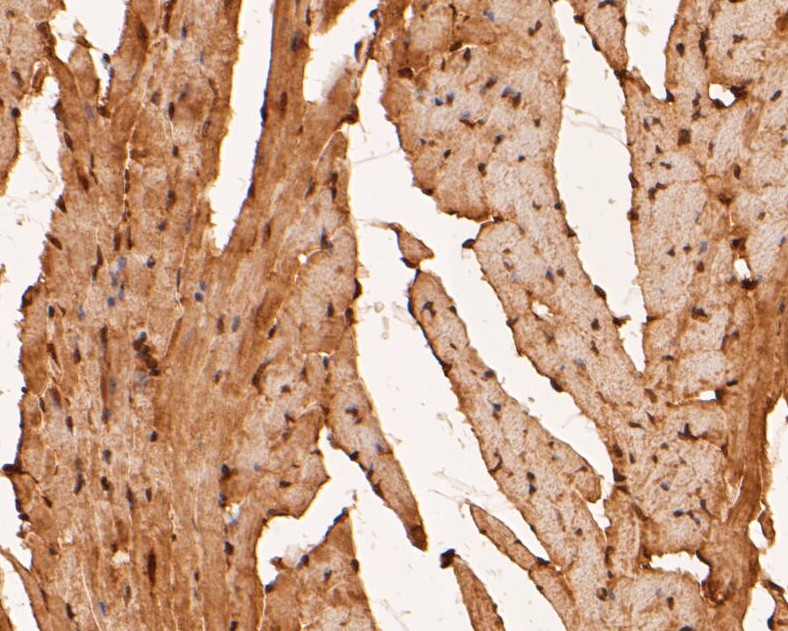 Fig10: Immunohistochemical analysis of paraffin-embedded mouse heart tissue using anti-RBPMS antibody. The section was pre-treated using heat mediated antigen retrieval with sodium citrate buffer (pH 6.0) for 20 minutes. The tissues were blocked in 5% BSA