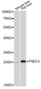 Western blot - FNDC4 Polyclonal Antibody 