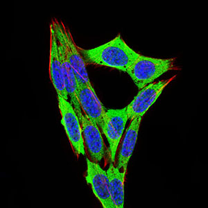 Immunofluorescence analysis of NIH/3T3 cells using RB1 mouse mAb (green). Blue