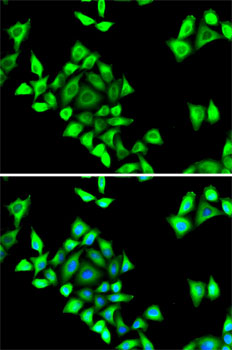 Immunofluorescence - SERPINH1 Polyclonal Antibody 