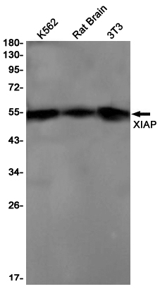 Western blot detection of XIAP in K562,Rat Brain,3T3 cell lysates using XIAP Rabbit pAb(1:1000 diluted).Predicted band size:57kDa.Observed band size:53kDa.