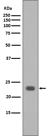 Western blot analysis of extracts of HeLa cell lysate, using BAK1 antibody.