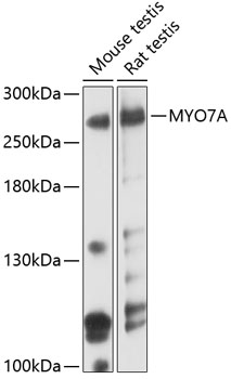 Western blot - MYO7A Polyclonal Antibody 