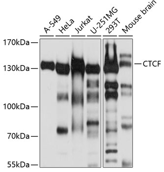 Western blot - CTCF Polyclonal Antibody 