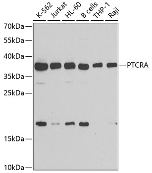 Western blot - PTCRA Polyclonal Antibody 