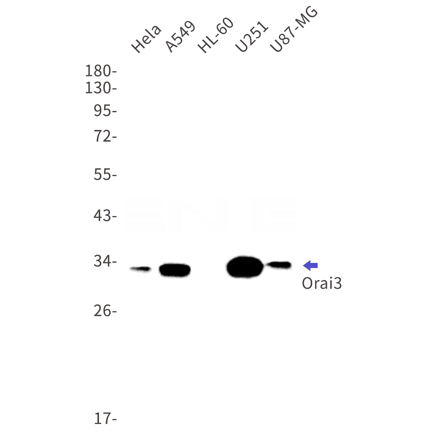 Western blot detection of Orai3 in Hela,A549,HL-60,U251,U87-MG cell lysates using Orai3 Rabbit mAb(1:1000 diluted).Predicted band size:32kDa.Observed band size:32kDa.