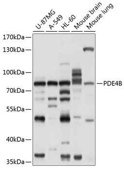 Western blot - PDE4B Polyclonal Antibody 