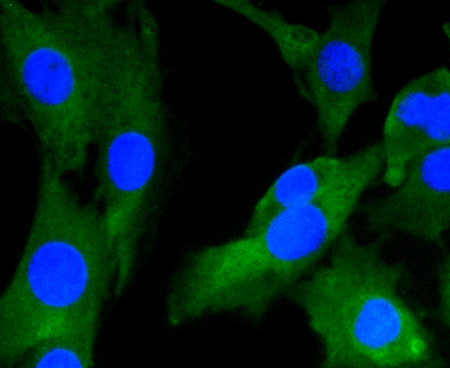 Immunofluorescence - GRM5 Monoclonal Antibody 