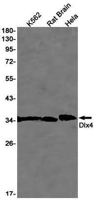 Western blot detection of Dlx4 in K562,Rat Brain,Hela cell lysates using Dlx4 Rabbit pAb(1:1000 diluted).Predicted band size:26kDa.Observed band size:35kDa.
