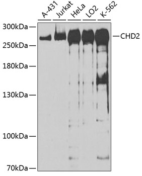 Western blot - CHD2 Polyclonal Antibody 
