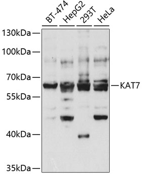 Western blot - KAT7 Polyclonal Antibody 