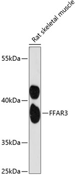 Western blot - FFAR3 Polyclonal Antibody 