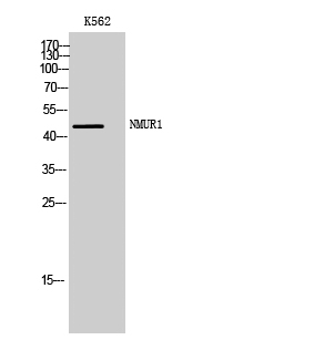 Fig1:; Western Blot analysis of K562 cells using NMUR1 Polyclonal Antibody