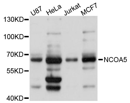 Western blot - NCOA5 Polyclonal Antibody 