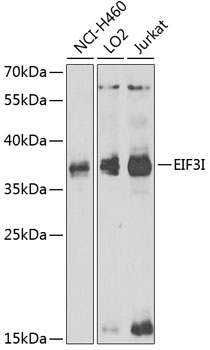 Western blot - EIF3I Polyclonal Antibody 