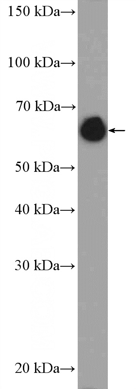 NIH/3T3 cells were subjected to SDS PAGE followed by western blot with Catalog No:117327(Lamin A/C Antibody) at dilution of 1:3000