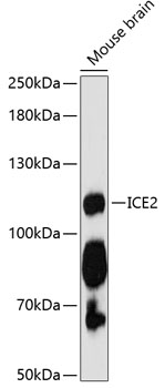Western blot - ICE2 Polyclonal Antibody 