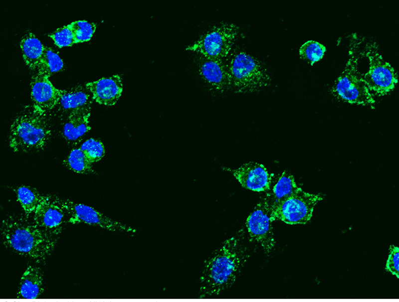 MAG / GMA / Siglec-4 Antibody, Rabbit PAb, Antigen Affinity Purified, Immunofluorescence