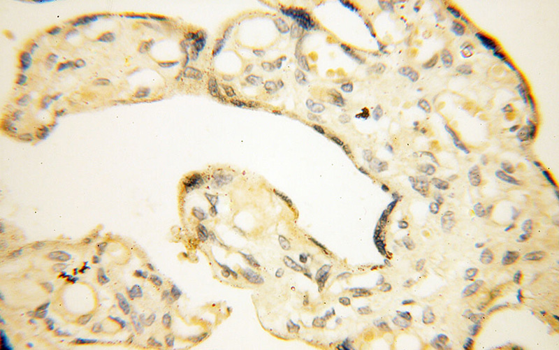 Immunohistochemical of paraffin-embedded human placenta using Catalog No:114063(POPDC3 antibody) at dilution of 1:50 (under 40x lens)