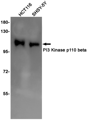 Western blot detection of PI3 Kinase p110 beta in HCT116,SHSY-5Y cell lysates using PI3 Kinase p110 beta Rabbit pAb(1:1000 diluted).Predicted band size:123KDa.Observed band size:110KDa.