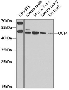Western blot - OCT4 Polyclonal Antibody 