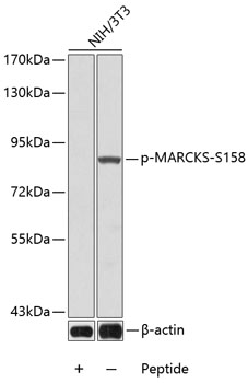 Western blot - Phospho-MARCKS-S158 pAb 
