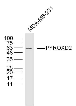 Fig2: Sample:MDA-MB-231(human)cell Lysate at 40 ug; Primary: Anti-PYROXD2 at 1/300 dilution; Secondary: IRDye800CW Goat Anti-Rabbit IgG at 1/20000 dilution; Predicted band size: 63kD; Observed band size: 60kD