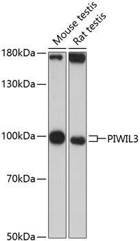 Western blot - PIWIL3 Polyclonal Antibody 