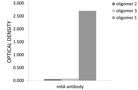 - m6A Polyclonal Antibody 