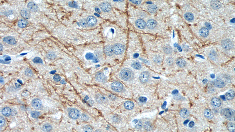 Immunohistochemistry of paraffin-embedded mouse brain tissue slide using Catalog No:114656(RHEB Antibody) at dilution of 1:50 (under 40x lens)