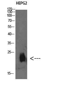 Fig1:; Western Blot analysis of HEPG2 cells using Plasminogen receptor Polyclonal Antibody diluted at 1:500. Secondary antibody（catalog#：HA1001) was diluted at 1:20000