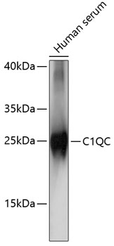 Western blot - C1QC Polyclonal Antibody 