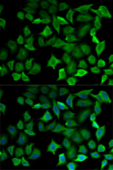 Immunofluorescence - NOS1 Polyclonal Antibody 