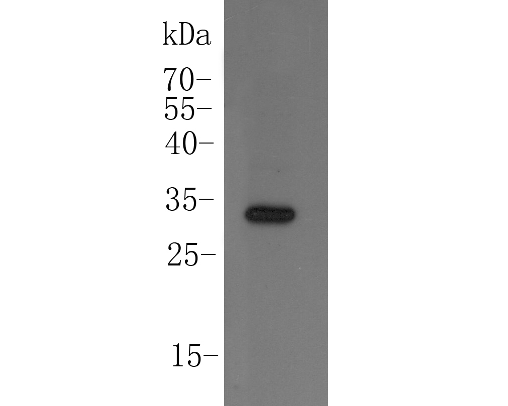Fig1:; Western blot analysis of Mcur1 on mouse brain tissue lysate. Proteins were transferred to a PVDF membrane and blocked with 5% BSA in PBS for 1 hour at room temperature. The primary antibody ( 1/500) was used in 5% BSA at room temperature for 2 hours. Goat Anti-Rabbit IgG - HRP Secondary Antibody (HA1001) at 1:5,000 dilution was used for 1 hour at room temperature.