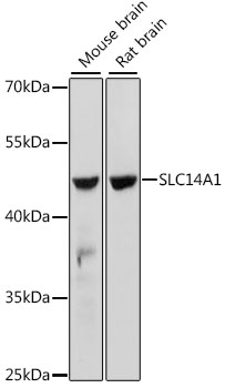 Western blot - SLC14A1 Polyclonal Antibody 