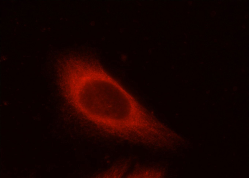 Immunofluorescent analysis of HeLa cells using Catalog No:111847(INSC Antibody) at dilution of 1:25 and Rhodamine-Goat anti-Rabbit IgG