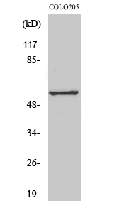 Fig1:; Western Blot analysis of various cells using GPR176 Polyclonal Antibody